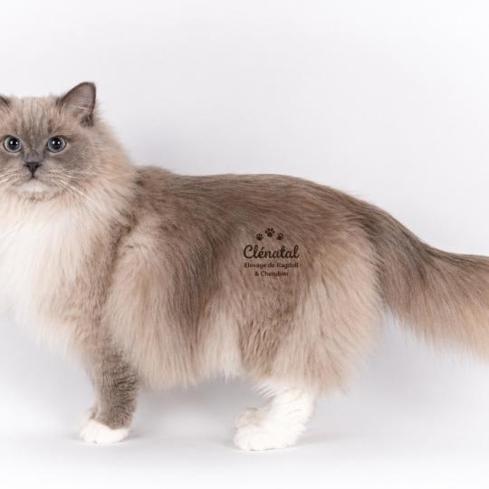 VICTOIRE TAHITI de Clénatal Femelle Ragdoll