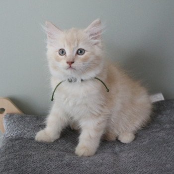 chaton Ragdoll cream sepia Winnie Yoshi La Chatterie de Clénatal chaton Ragdoll cream sepia Winnie Yoshi La Chatterie de Clénatal