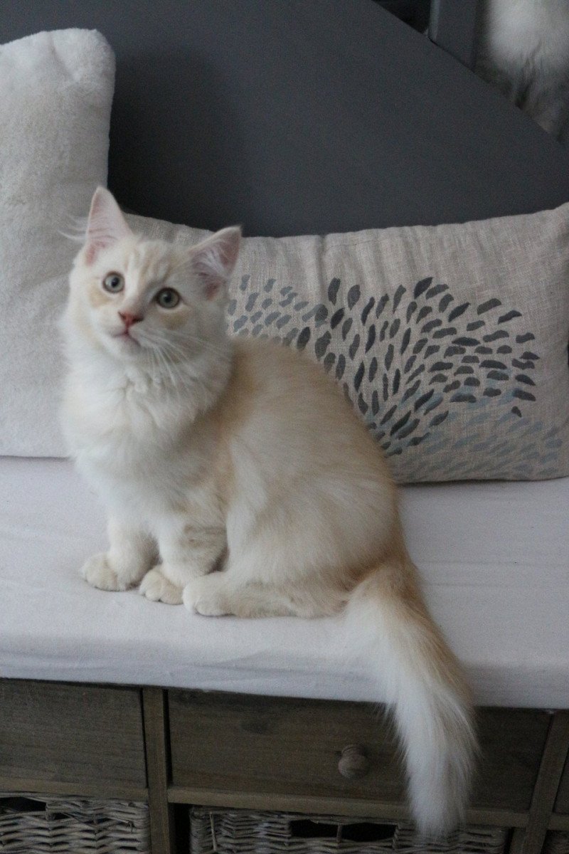 Winnie Yoshi de Clénatal Mâle Ragdoll