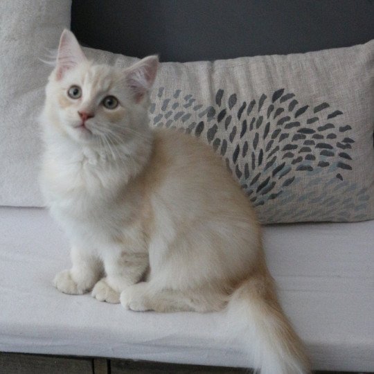 Winnie Yoshi de Clénatal Mâle Ragdoll
