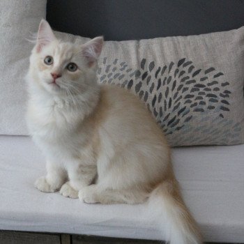 chaton Ragdoll cream sepia Winnie Yoshi La Chatterie de Clénatal chaton Ragdoll cream sepia Winnie Yoshi La Chatterie de Clénatal