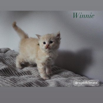 chaton Ragdoll Winnie La Chatterie de Clénatal chaton Ragdoll Winnie La Chatterie de Clénatal