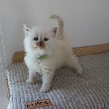chaton Cherubim lilac mink BERRY La Chatterie de Clénatal