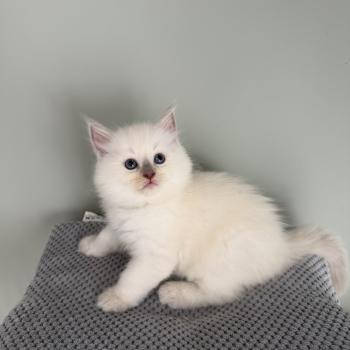 chaton Cherubim lilac mink BERRY La Chatterie de Clénatal