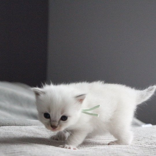 Vickie Yumi de Clénatal Femelle Ragdoll