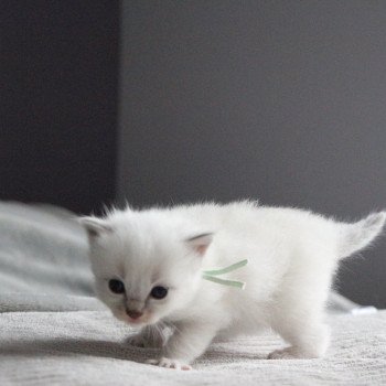 chaton Ragdoll Vickie Yumi La Chatterie de Clénatal