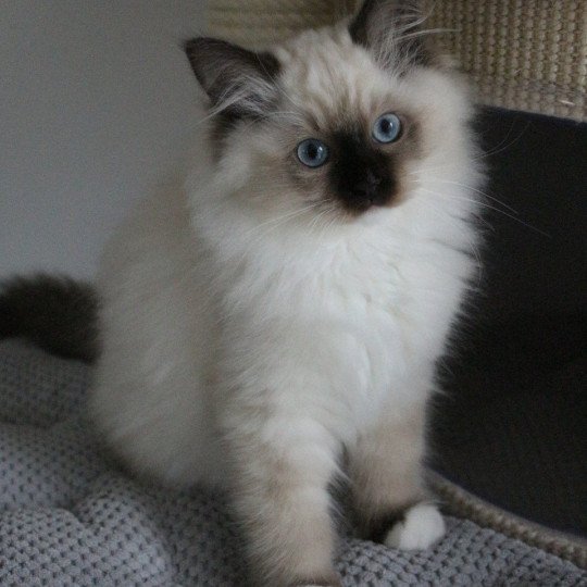 VAHINÉ YRIS de Clénatal Femelle Ragdoll