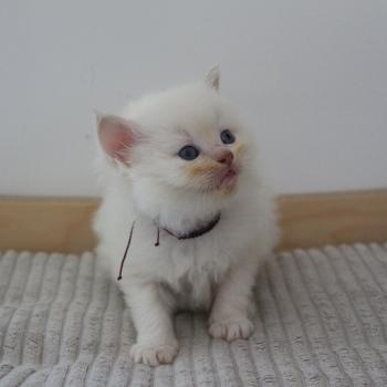 chaton Cherubim mink BLUSH La Chatterie de Clénatal