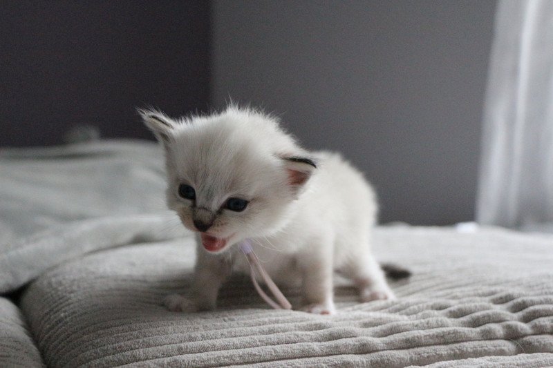 Virgule Nyx de Clénatal Femelle Ragdoll