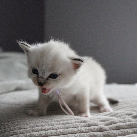Virgule Nyx de Clénatal Femelle Ragdoll