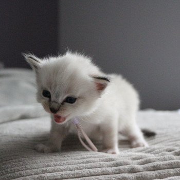 chaton Ragdoll Virgule La Chatterie de Clénatal
