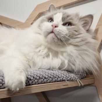 FLAMEL NICKY LARSON Mâle Ragdoll