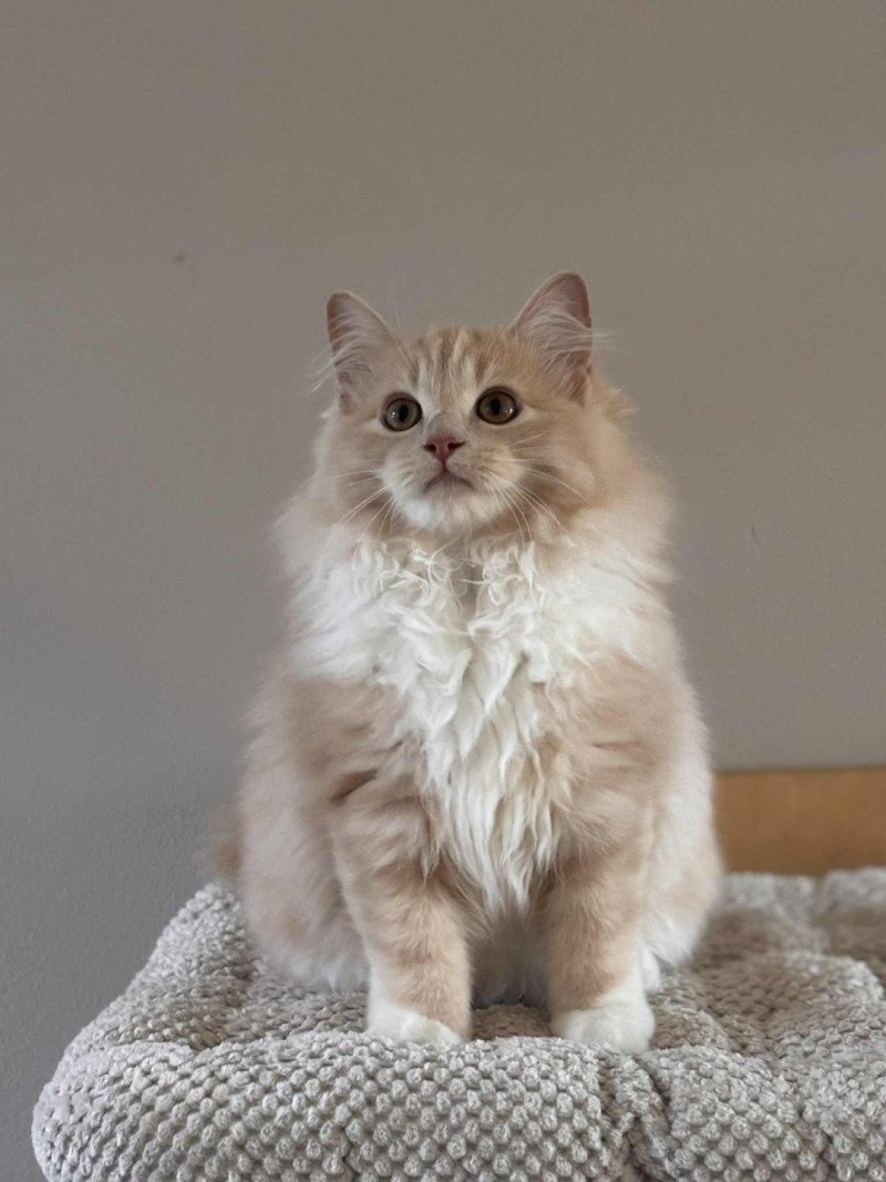 Closetonature Journey of Elara Femelle Ragdoll