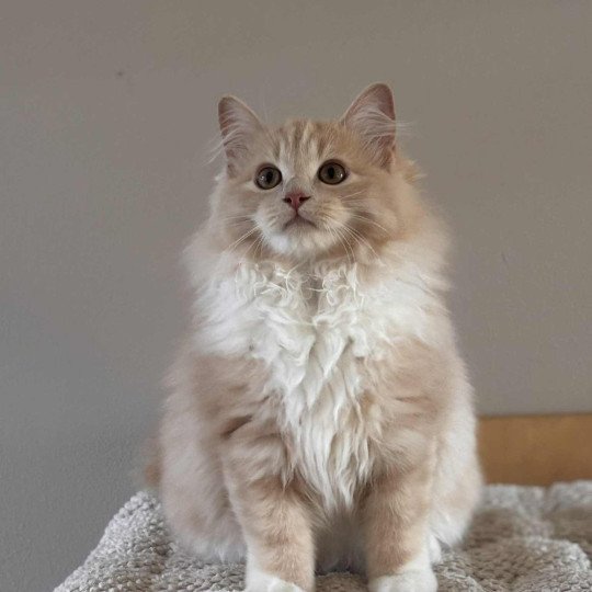 Closetonature Journey of Elara Femelle Ragdoll