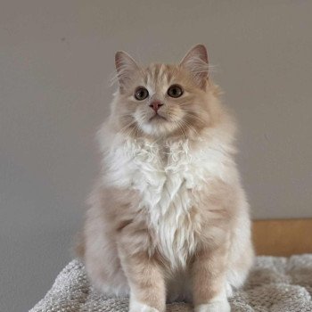 chat Ragdoll cream mitted Journey of Elara La Chatterie de Clénatal