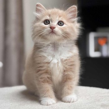 chat Ragdoll cream mitted Journey of Elara La Chatterie de Clénatal