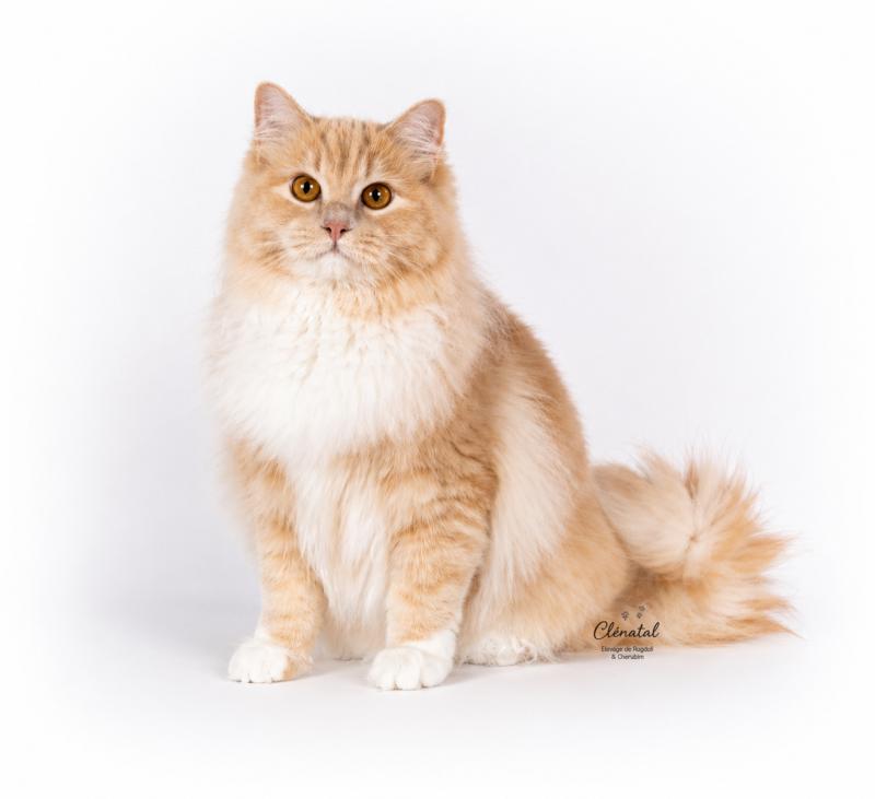 CLOSETONAUTRE JOURNEY OF ELARA Femelle Ragdoll