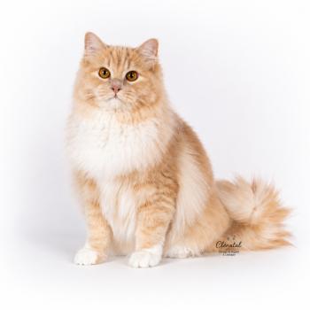 chat Ragdoll cream mitted JOURNEY OF ELARA La Chatterie de Clénatal
