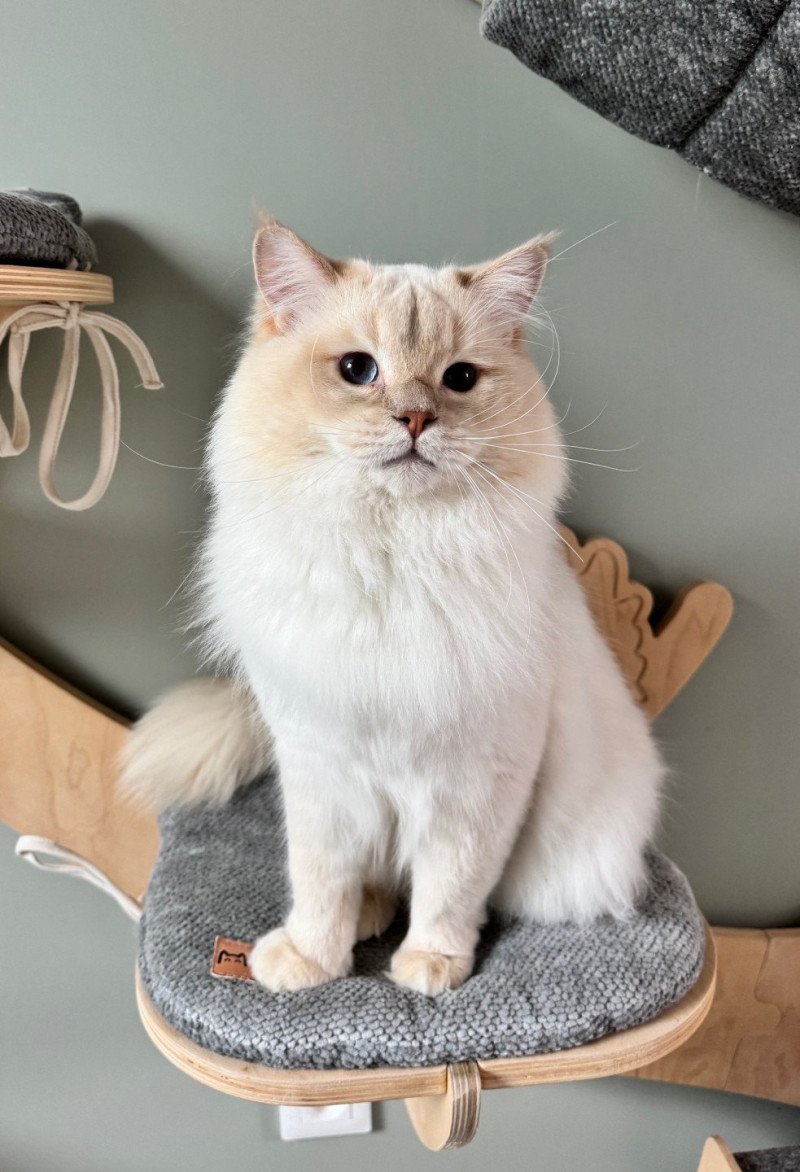 Ruby Chantall LAVENDER Mâle Ragdoll Ruby Chantall LAVENDER Mâle Ragdoll