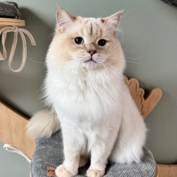 chat Ragdoll fawn silver tabby point LAVENDER La Chatterie de Clénatal chat Ragdoll fawn silver tabby point LAVENDER La Chatterie de Clénatal