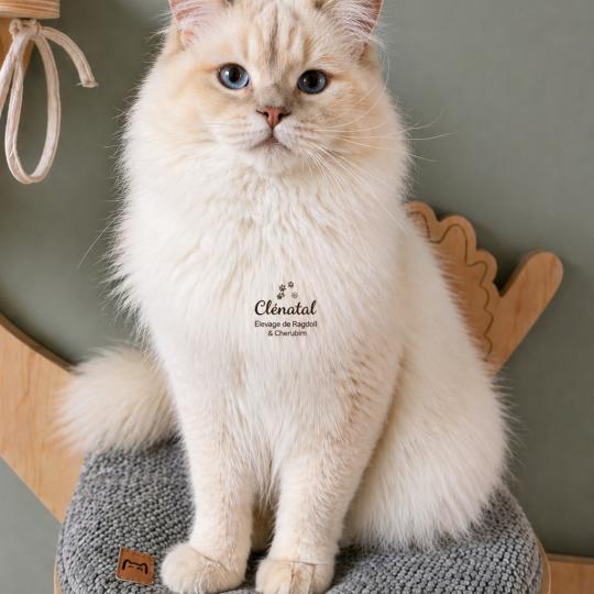 Ruby Chantall LAVENDER Mâle Ragdoll