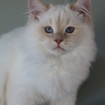 chat Ragdoll fawn tabby point LAVENDER La Chatterie de Clénatal chat Ragdoll fawn tabby point LAVENDER La Chatterie de Clénatal