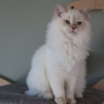 chat Ragdoll fawn tabby point LAVENDER La Chatterie de Clénatal chat Ragdoll fawn tabby point LAVENDER La Chatterie de Clénatal