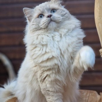 PEACHES PUMBA Mâle Ragdoll