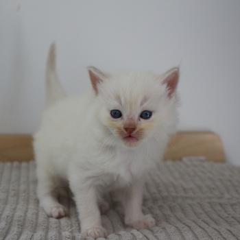 chaton Cherubim mink BORÉAL La Chatterie de Clénatal