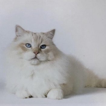 Soleil Mâle Ragdoll