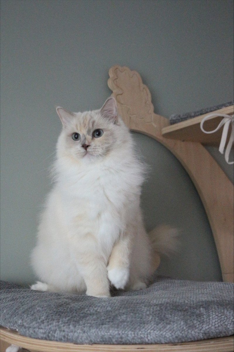 Close to Nature's Tasty Sweet Darling Femelle Ragdoll