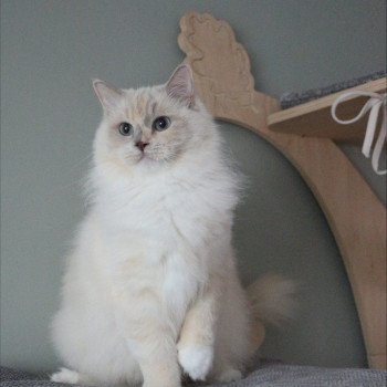 Close to Nature's Tasty Sweet Darling Femelle Ragdoll