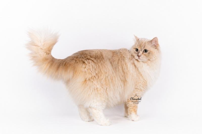 Close to Nature's Tasty Sweet Darling Femelle Ragdoll