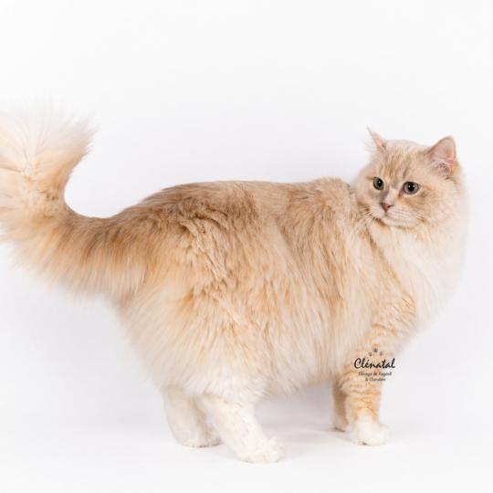 Close to Nature's Tasty Sweet Darling Femelle Ragdoll