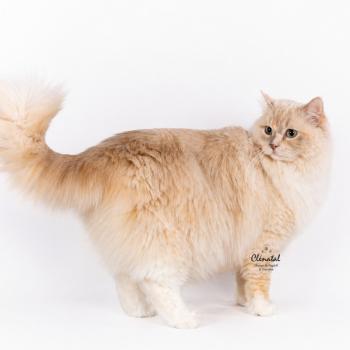 Close to Nature's Tasty Sweet Darling Femelle Ragdoll