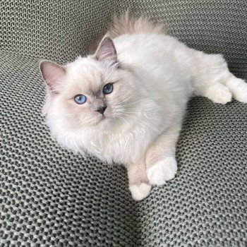 chat Ragdoll blue point mitted Twillight Zafrina La Chatterie de Clénatal