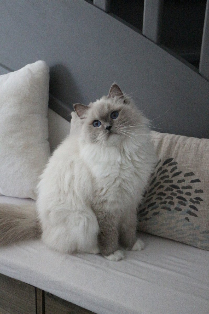 Trycoline's Twillight Zafrina Femelle Ragdoll
