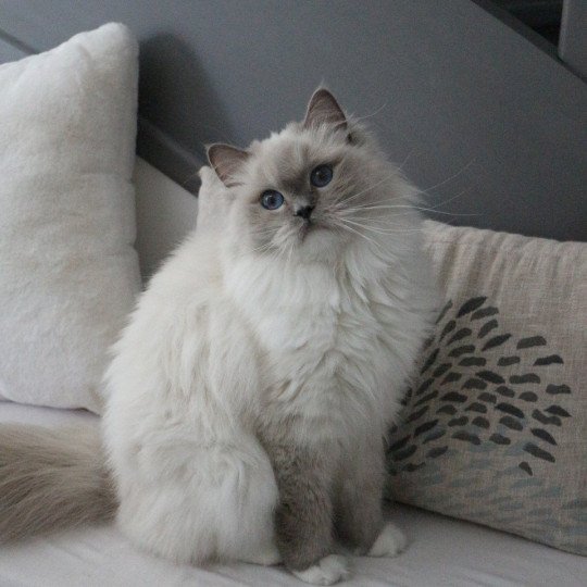 Trycoline's Twillight Zafrina Femelle Ragdoll