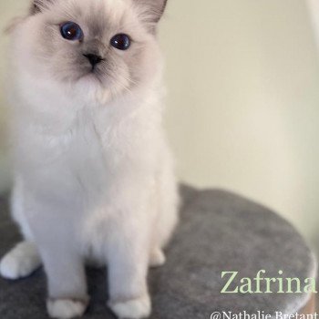 chat Ragdoll Twillight Zafrina La Chatterie de Clénatal