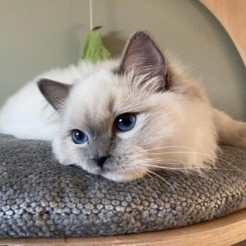 chat Ragdoll blue point mitted Twillight Zafrina La Chatterie de Clénatal