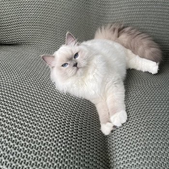 chat Ragdoll blue point mitted Twillight Zafrina La Chatterie de Clénatal