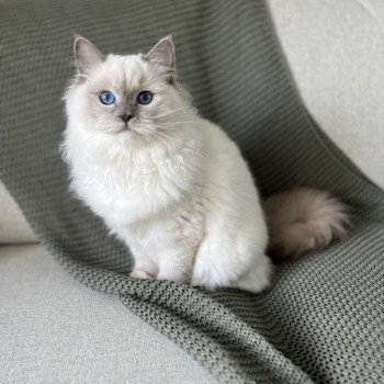 chat Ragdoll blue point mitted Twillight Zafrina La Chatterie de Clénatal