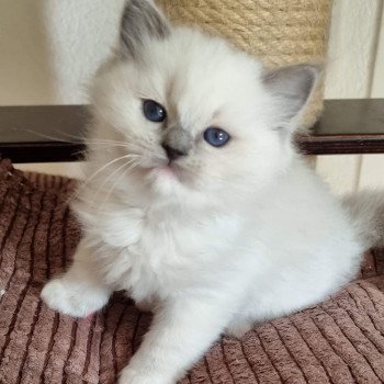 chat Ragdoll blue point mitted Twillight Zafrina La Chatterie de Clénatal