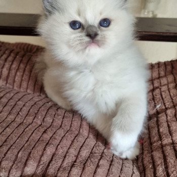 chat Ragdoll blue point mitted Twillight Zafrina La Chatterie de Clénatal