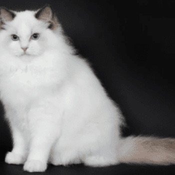 TRYCOLINE'S UNREAL ADAM Mâle Ragdoll