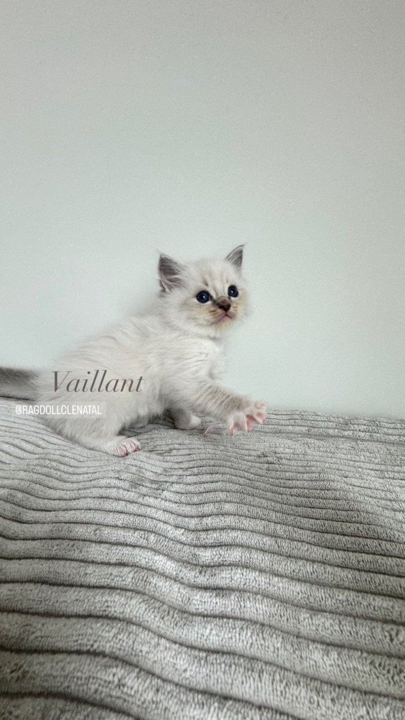 Vaillant de Clénatal Mâle Ragdoll Vaillant de Clénatal Mâle Ragdoll