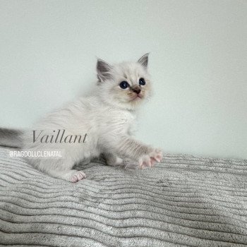 chaton Ragdoll blue tabby point mitted Vaillant La Chatterie de Clénatal