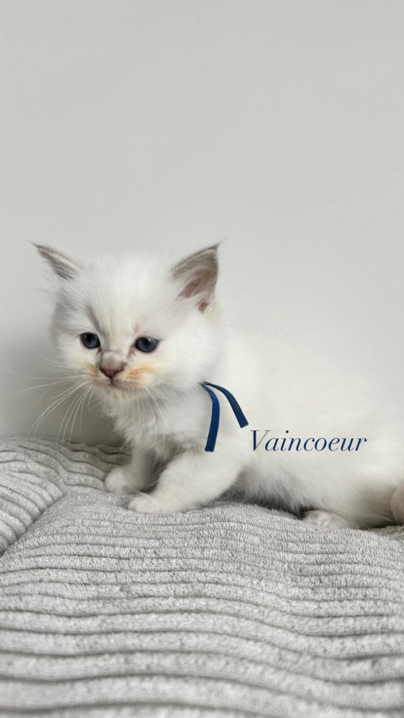 Vaincoeur de Clénatal Mâle Ragdoll