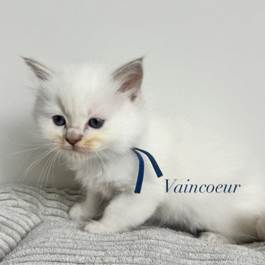 Vaincoeur de Clénatal Mâle Ragdoll