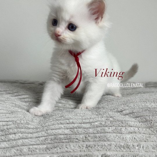 Viking de Clénatal Mâle Ragdoll